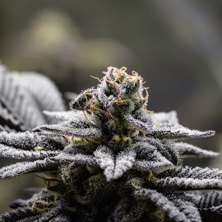 Platinum OG Feminisiert THC Samen