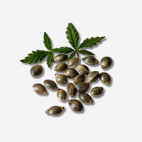 THC-Samen